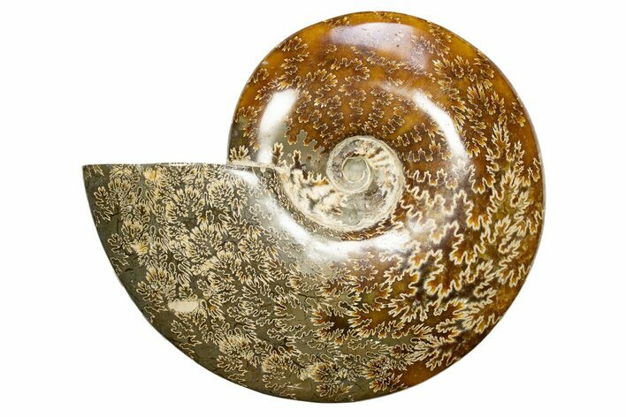 Polished Cretaceous Ammonite (Cleoniceras) Fossil - Madagascar #317878